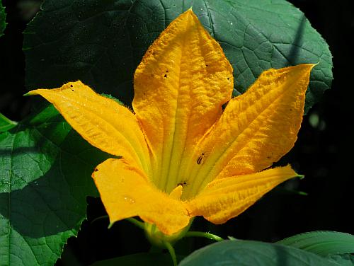 Cucurbita_pepo_flower2.jpg