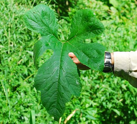 Cucurbita_pepo_leaf.jpg