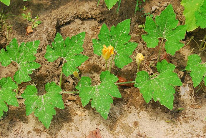 Cucurbita_pepo_plant.jpg