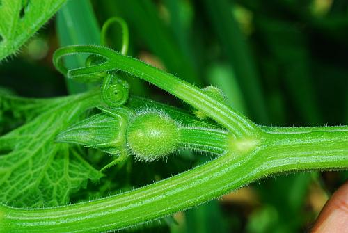 Cucurbita_pepo_stem.jpg