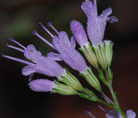 Cunila_origanoides_calyces.jpg