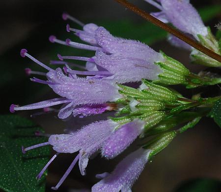 Cunila_origanoides_flowers.jpg