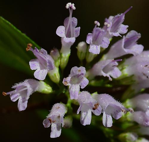 Cunila_origanoides_flowers2.jpg