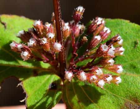 Cunila_origanoides_fruits.jpg