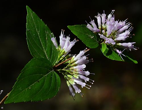 Cunila_origanoides_inflorescence.jpg