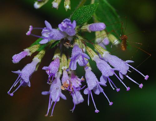 Cunila_origanoides_inflorescence2.jpg