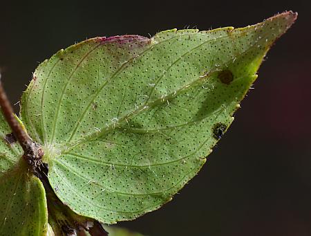 Cunila_origanoides_leaf2.jpg