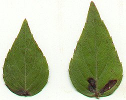 Cunila_origanoides_leaves.jpg