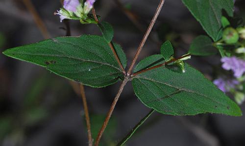 Cunila_origanoides_leaves1.jpg