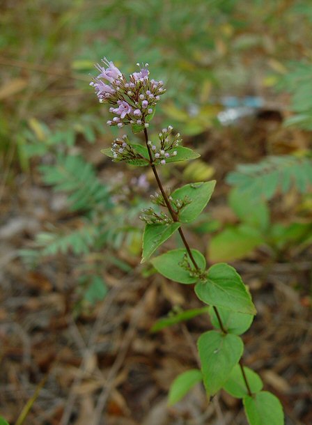 Cunila_origanoides_plant.jpg