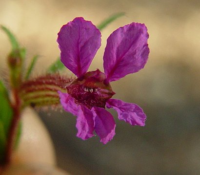 Cuphea_viscosissima_flower.jpg