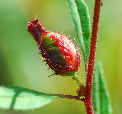 Cuphea_viscosissima_fruit.jpg