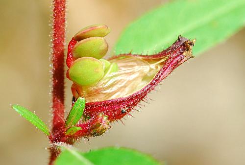 Cuphea_viscosissima_fruit2.jpg