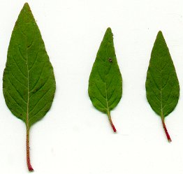 Cuphea_viscosissima_leaves.jpg