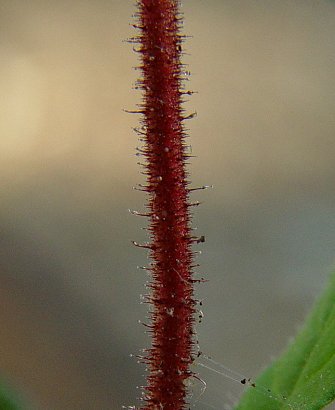 Cuphea_viscosissima_stem.jpg