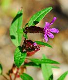 Cuphea viscosissima thumbnail