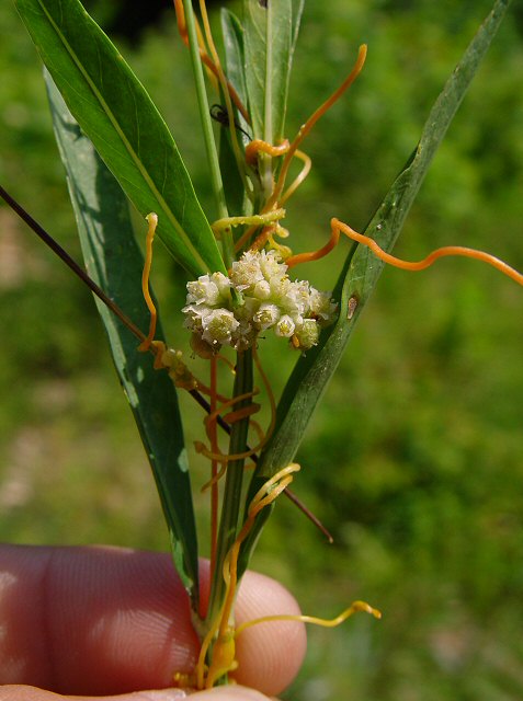 Cuscuta_plant.jpg