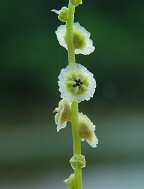 Cycloloma atriplicifolium thumbnail