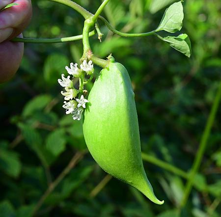 Cynanchum_laeve_fruit1.jpg