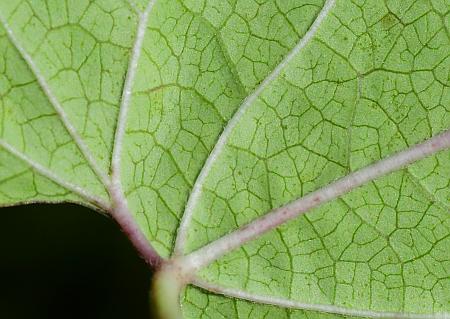 Cynanchum_laeve_leaf2a.jpg