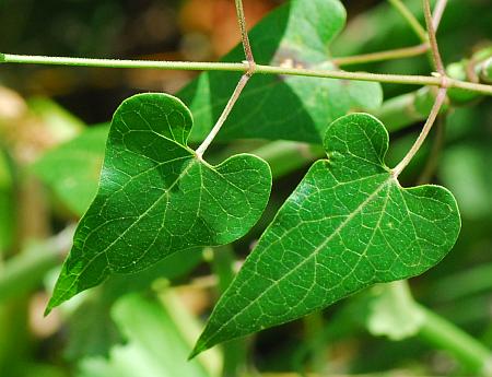 Cynanchum_laeve_leaves1.jpg