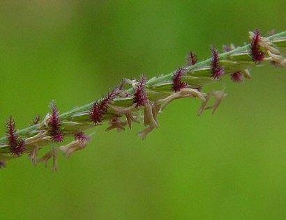 Cynodon_dactylon_flowers.jpg