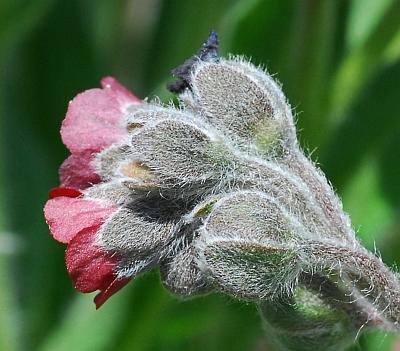 Cynoglossum_officinale_calyces.jpg