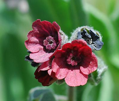 Cynoglossum_officinale_flowers.jpg