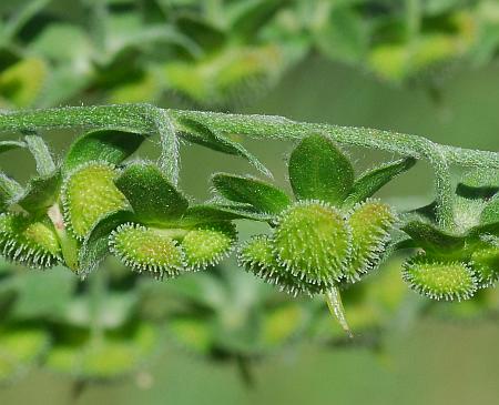 Cynoglossum_officinale_fruits1.jpg