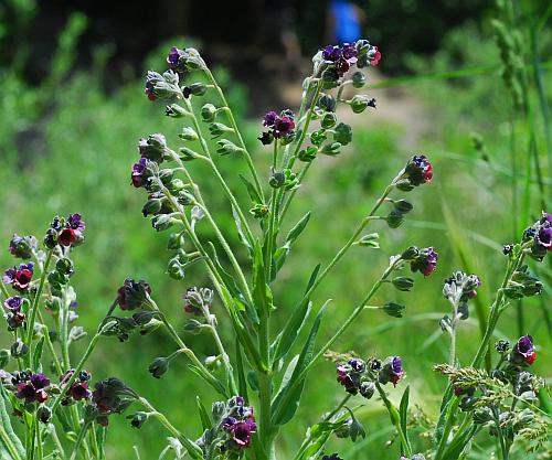 Cynoglossum_officinale_inflorescence.jpg