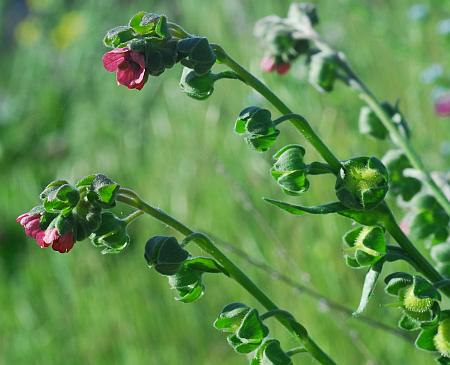 Cynoglossum_officinale_inflorescence2.jpg