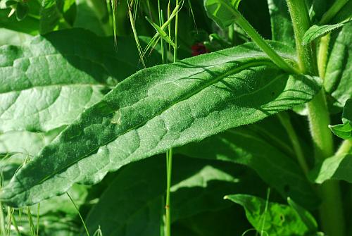 Cynoglossum_officinale_leaf1.jpg