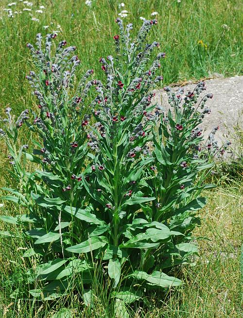 Cynoglossum_officinale_plant.jpg