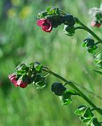 Cynoglossum officinale thumbnail