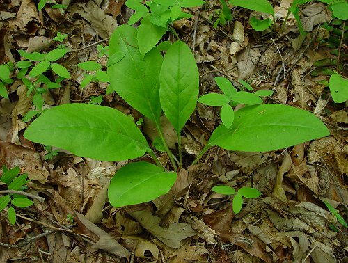 Cynoglossum_virginianum_basals.jpg