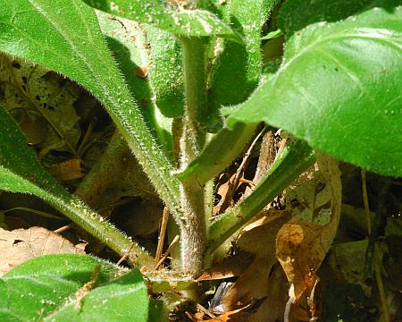 Cynoglossum_virginianum_base.jpg