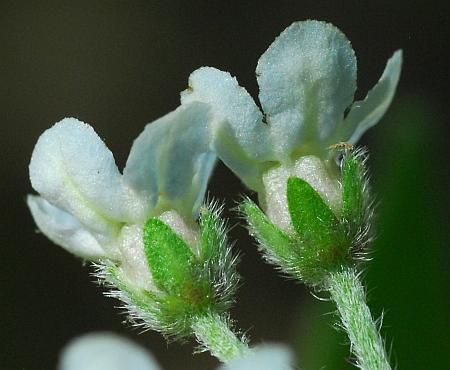 Cynoglossum_virginianum_calyces.jpg