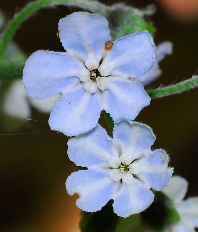 Cynoglossum_virginianum_corollas.jpg