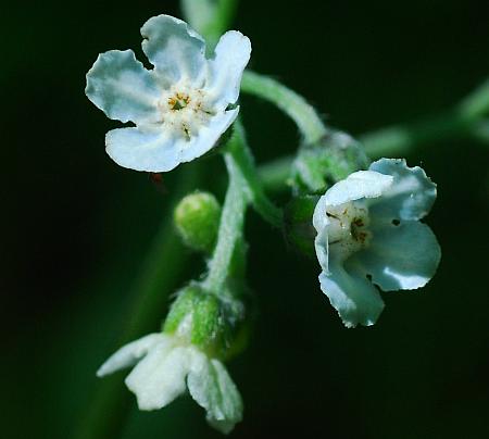 Cynoglossum_virginianum_flowers.jpg