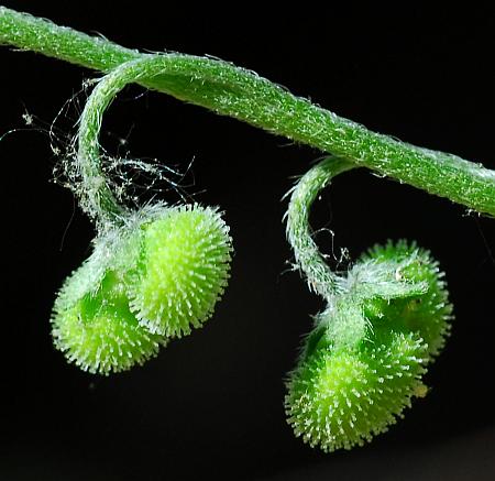 Cynoglossum_virginianum_fruits.jpg