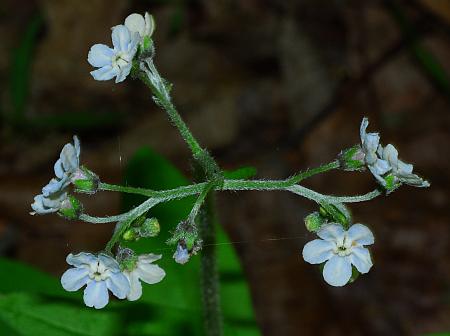 Cynoglossum_virginianum_inflorescence.jpg