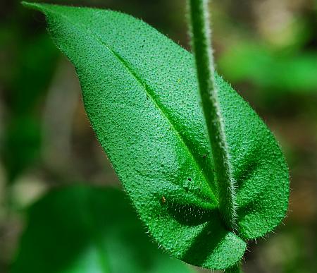 Cynoglossum_virginianum_leaf1.jpg