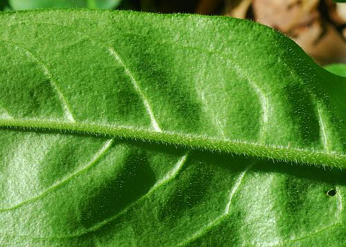 Cynoglossum_virginianum_leaf2.jpg
