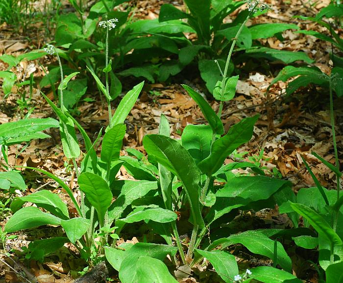 Cynoglossum_virginianum_plant.jpg