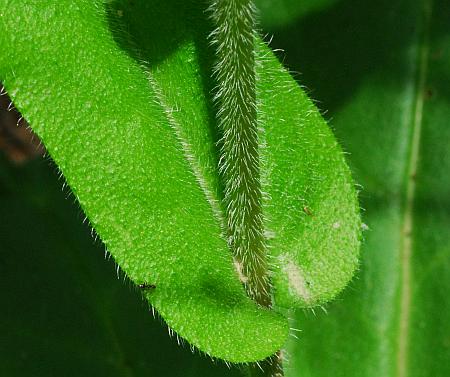 Cynoglossum_virginianum_stem.jpg