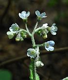 Cynoglossum virginianum thumbnail