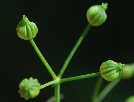 Cynosciadium_digitatum_fruits.jpg