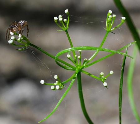 Cynosciadium_digitatum_inflorescence1.jpg