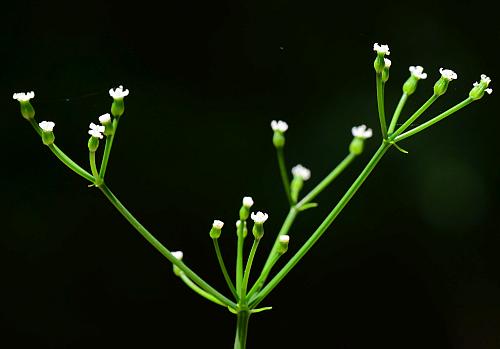 Cynosciadium_digitatum_inflorescence2.jpg