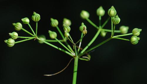 Cynosciadium_digitatum_infructescence.jpg